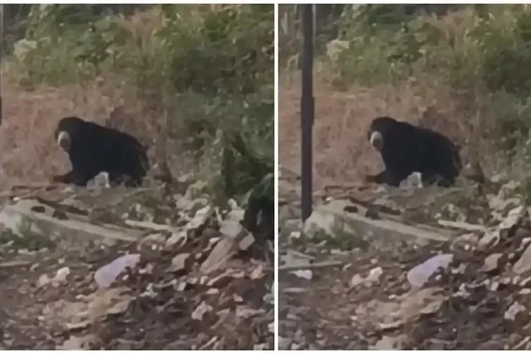 Beruang Besar Muncul 50 Meter dari Permukiman Warga Lubuklinggau