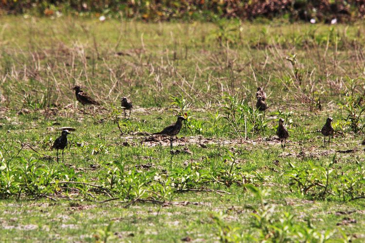 Sejumlah kumpulan burung cerek kernyut atau pacific golden plover (Pluvialis fulva) dengan sisa bulu berbiak berada di hamparan rumput persawahan sekitar Danau Limboto, Gorontalo. Dalam daftar meras IUCN burung ini memiliki tren yang terus menurun populasinya.