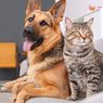 Awas, Produk Wewangian Bisa Bahayakan Anjing dan Kucing Peliharaan
