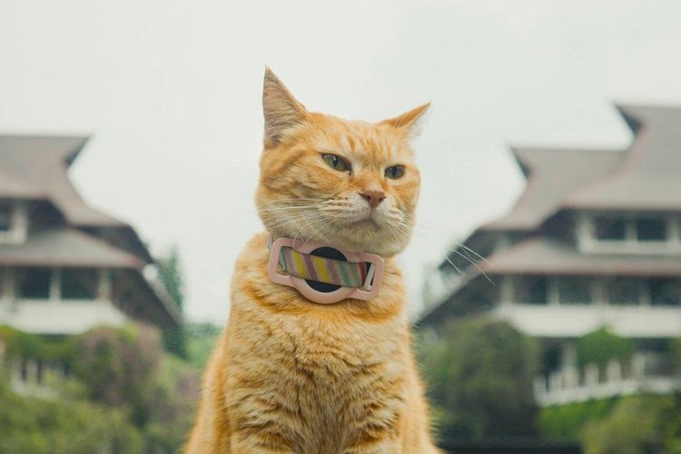 Kisah Siti, Kucing Kampus ITB Bawa Film 