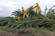 Dalam 3 Bulan, 4700 Hektare Sawit di Tesso Nilo Telah Dimusnahkan