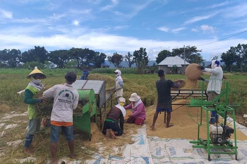 Di Tengah Pandemi Covid-19, Indonesia Sambut Panen Raya Berbagai Komoditas