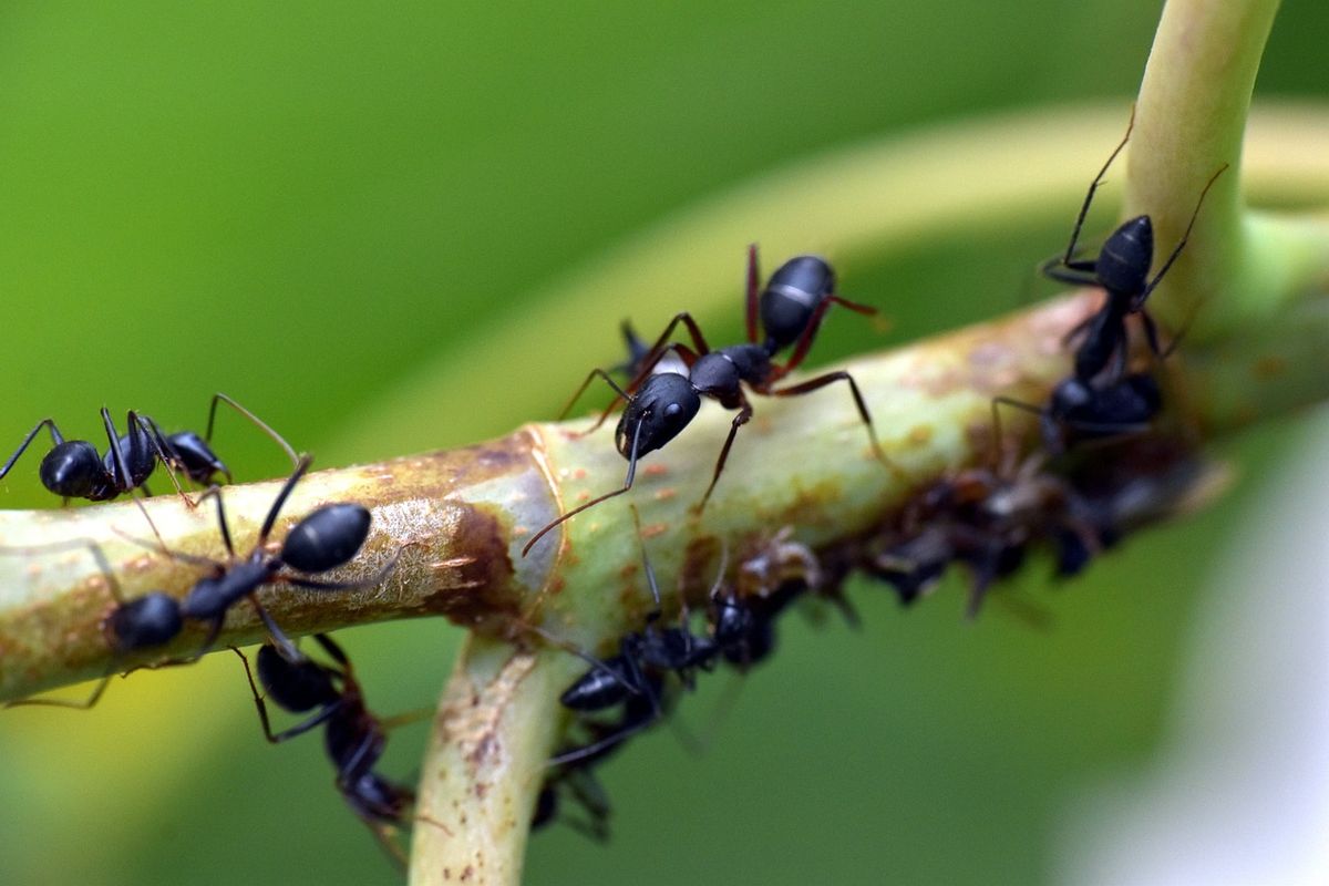 Ilustrasi semut, semut di halaman rumah, semut di batang tanaman. 