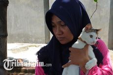 Viral Kucing Peliharaan 