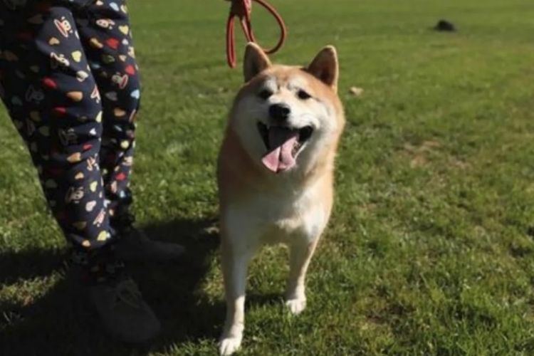 Dengdeng, anjing jenis shiba inu yang ditinggalkan pemiliknya di sebuah hotel penitipan hewan peliharaan di Beijing, China, akan dilelang pada 10 November 2018.