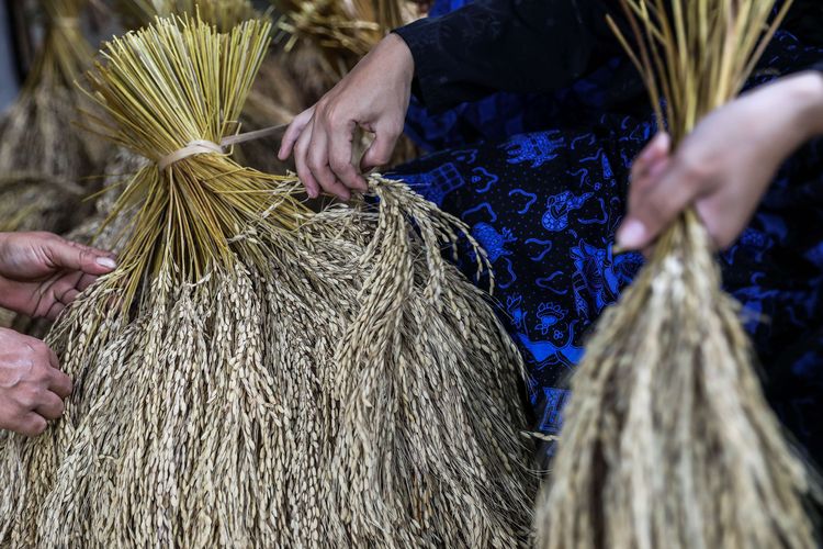 Warga baduy saat mengeringkan dan memilah hasil panen padi di Desa Kanekes, Kecamatan Baduy, Kabupaten Lebak, Banten, Selasa (28/4/2020). Tidak hanya menutup aktivitas wisata, Pemerintah Desa Kanekes juga melarang warga Baduy untuk bepergian ke kota besar seperti Jakarta, untuk menghindari virus corona.