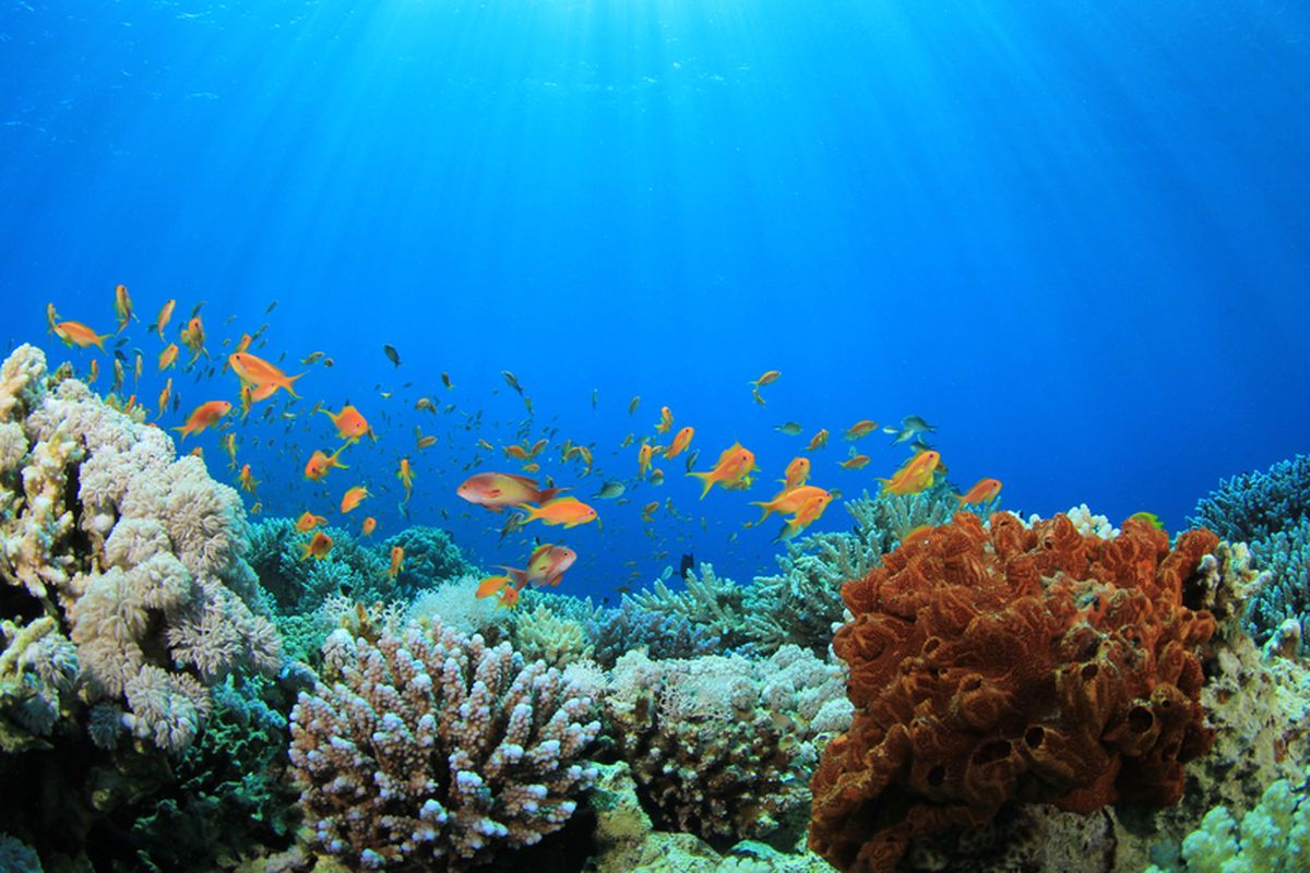 ilustrasi terumbu karang