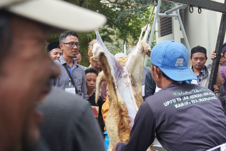 Seorang peserta pelatihan dari DKM di Jabar sedang mempraktekan pengurusan hewan kurban. 