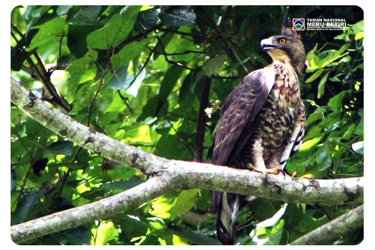 Elang Jawa, salah satu fauna langka yang dilindungi di Taman Nasional Meru Betiri.