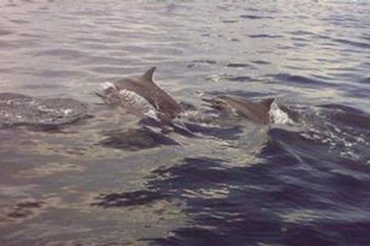 2 ekor lumba-lumba spinner ini tengah bermain-main di tengah laut saat wisatawan mengabadikan gambar mereka