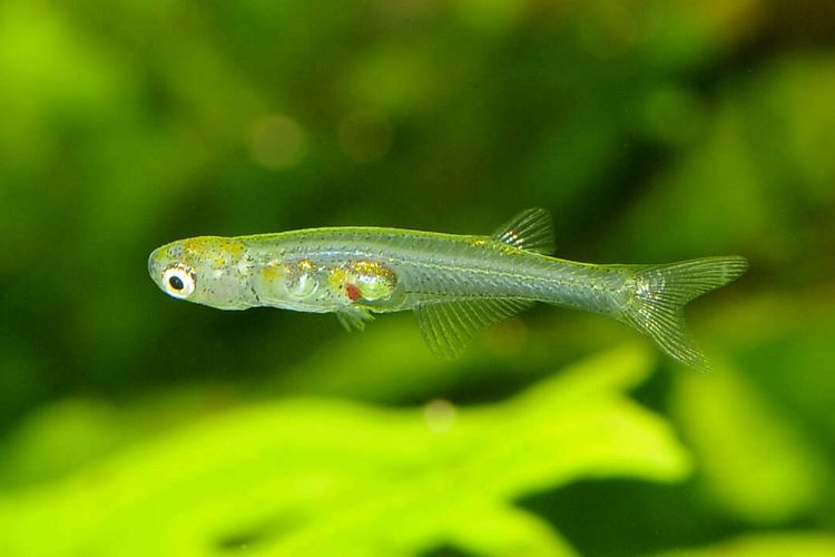 Ikan kecil transparan berenama Danionella cerebrum. Ikan ini memiliki suara lebih besar dibandingkan gajah, menurut studi.