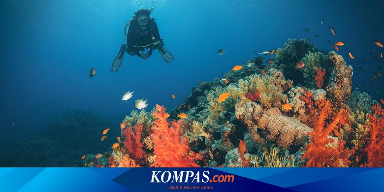バンダ海と紅海に潜った科学者が、光る27種の生物を発見