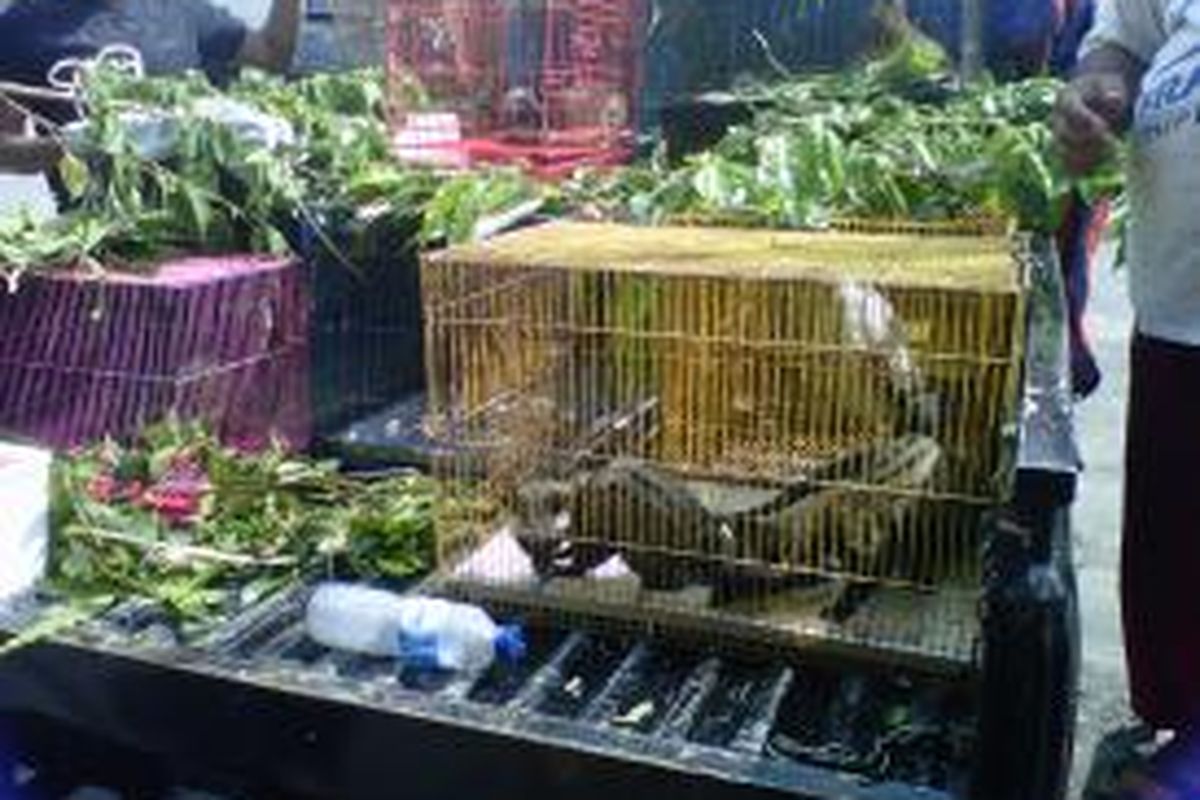 Mebes Polri mengamankan puluhan satwa langka yang dilindungi dari tangan tersangka S di Pasar Burung Muntilan, Rabu (18/9/2013).