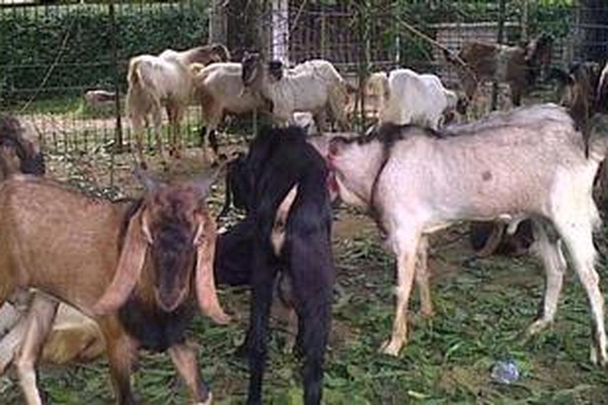 Sejumlah Kambing Kurban yang akan Dipotong di Halaman Masjid Al Azhar, Kebayoran Jakarta Selatan