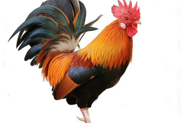 ayam jantan yang indah diisolasi dengan latar belakang putih