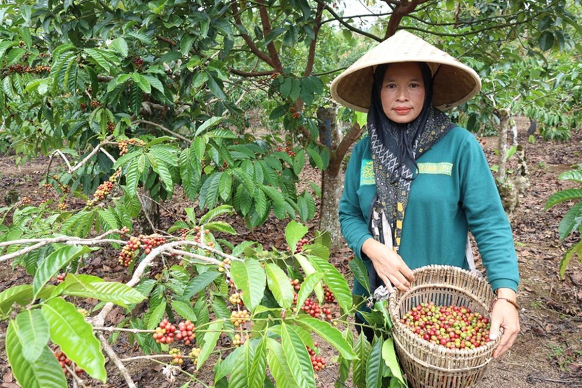 Petani kopi dari Koperasi Produsen Srikandi Maju Bersama mendapat program Inkubator LPDB untuk membangun bisnis secara berkelanjutan. 