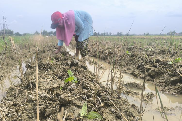 Petani menanam bibit keempat kalinya setelah gagal akibat cuaca di Desa Laden, Pamekasan, Minggu (22/6/2025)