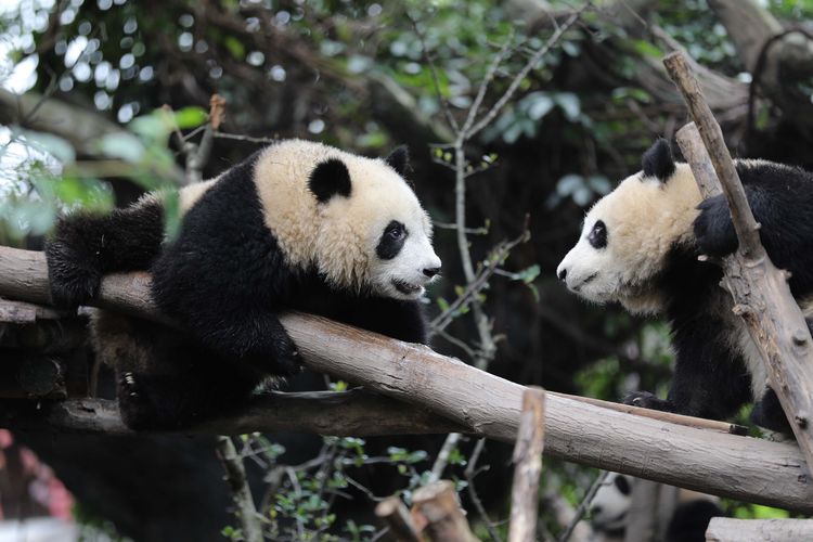 Dua panda raksasa terlihat di Pusat Penelitian dan Penangkaran Panda Raksasa Chengdu dalam sebuah acara peringatan Hari Panda Internasional di Chengdu, Provinsi Sichuan, China barat daya, pada 27 Oktober 2020.