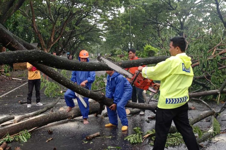 Suasana evakuasi Pohon tumbang di Lombok Barat, Selasa (15/11/2022)