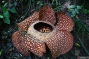 Bunga Raksasa Rafflesia Arnoldii Mekar di Bengkulu, Jadi Daya Tarik Wisata