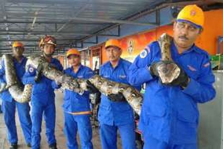 Ular piton yang ditemukan di Pulau Penang, Malaysia, sepanjang 8 meter dan berat 250 kg.