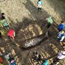 Bangkai Dugong 3 Meter yang Terdampar di Pantai Wisata Kupang Dikubur