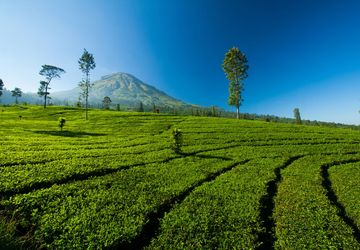 Jangan Korbankan Teh: Investasi Hijau untuk Masa Depan