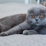 Scottish Fold, Si Kucing dengan Telinga Terlipat yang Lucu
