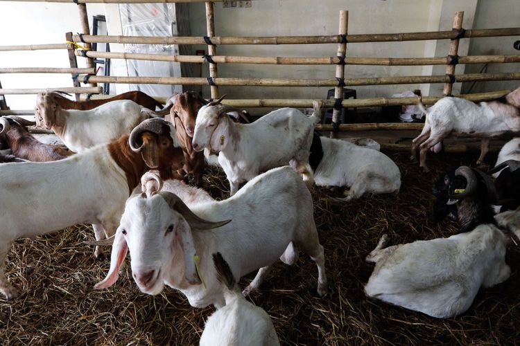 Penjualan hewan kurban di Mall Hewan Kurban Haji Doni di Depok, Senin (13/7/2020).  Di mall hewan kurban ini menjual 1000 ekor kambing boer dan 2000 an sapi berbagai jenis.