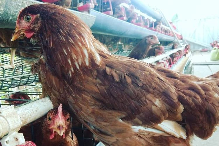 Harga ayam kampunģ per ekor 2021