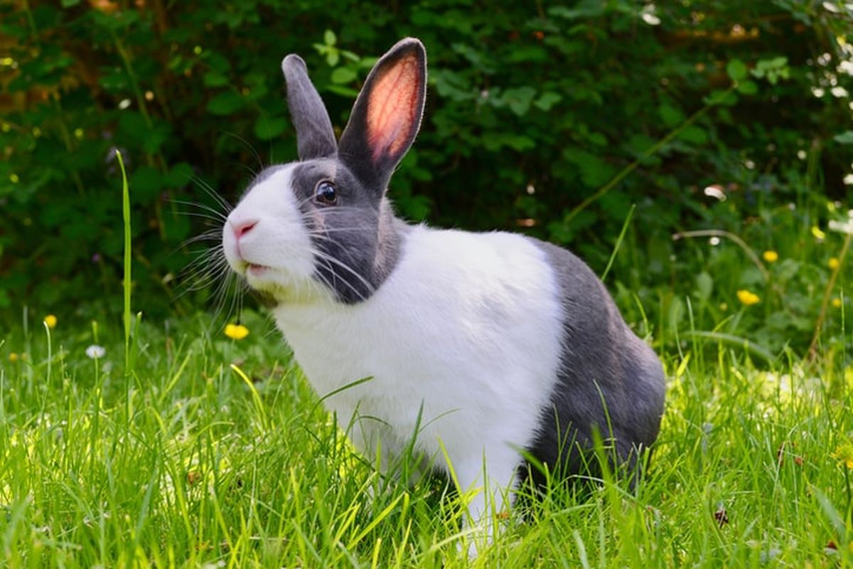 Ilustrasi kelinci. Kelinci adalah hewan mamalia yang dikenal memiliki telinga panjang. 