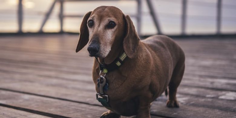 7 Fakta Unik Anjing Dachshund yang Jadi Kesayangan Ratu Victoria - Vimarsana News