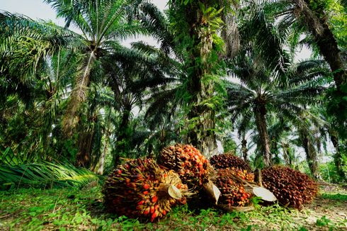 PGUN Peroleh Penghargaan Lingkungan Hidup Tingkat Provinsi Kalimantan Timur