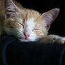 10 Hal yang Bisa Sebabkan Kucing Tidur Lebih Lama Daripada Biasanya