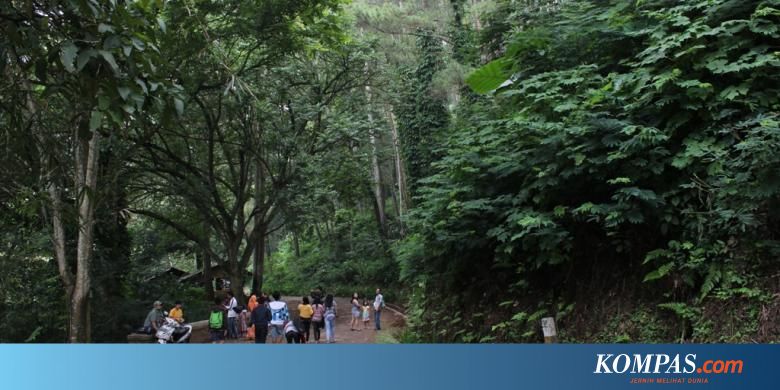 Asrinya Hutan Pinus di Tengah Kota Bandung