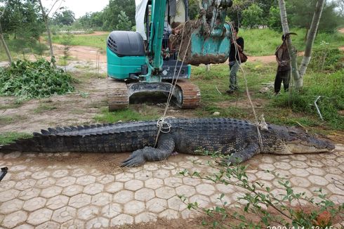 Buaya Berusia 40 Tahun di Bangka Mati usai Ditangkap dengan Alat Pancing