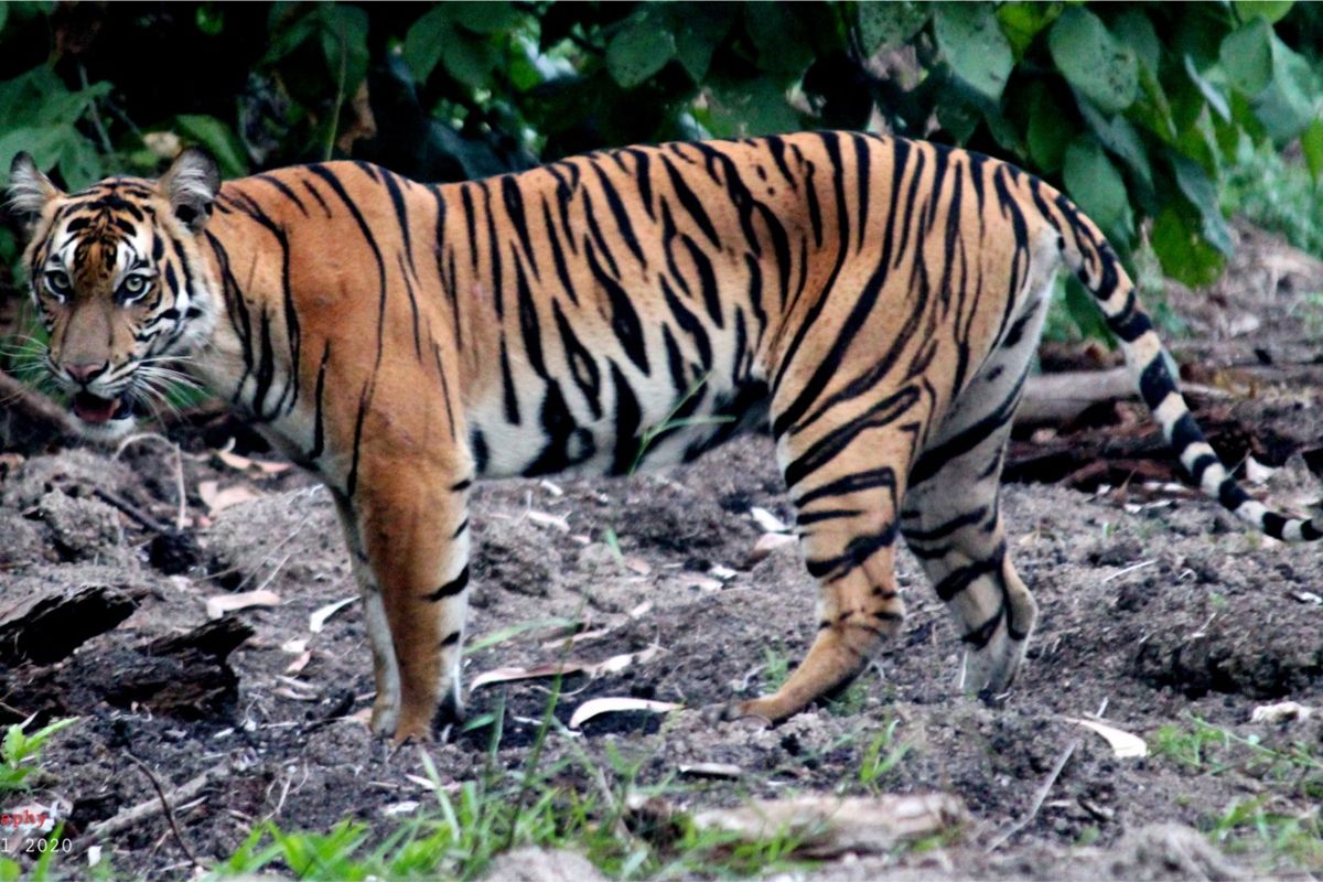 Harimau sumatra