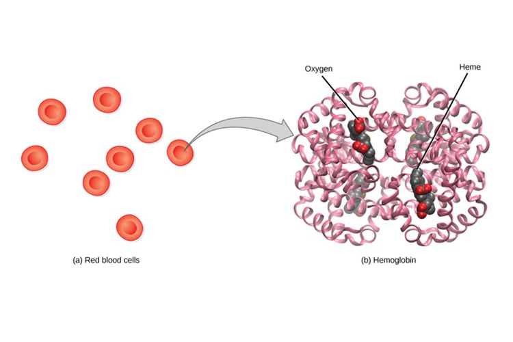 (a) Sel darah merah (b) molekul oksigen yang terikat dengan hemoglobn (protein dalam sel darah merah).