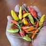 Deretan Cabai Terpedas di Indonesia, Cek Tingkat Kepedasannya Menurut Skala Scoville