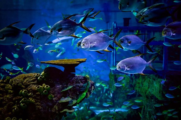 Marine Safari Bali menjadi lembaga konservasi dan destinasi eduwisata di bawah naungan Taman Safari Indonesia (TSI) Group, yangberlokasi di Gianyar, Bali.