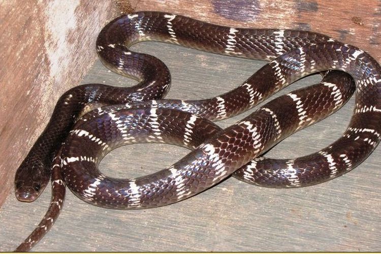 Ilustrasi ular kalas, common krait, atau Bungarus caerulus. Warga desa di Indonesia mengurung diri di dalam rumah setelah senja karena populasi ular kalas meningkat.
