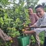 Saatnya Liburan, Yuk Makan Jeruk Sepuasnya di Lereng Rejang Lebong