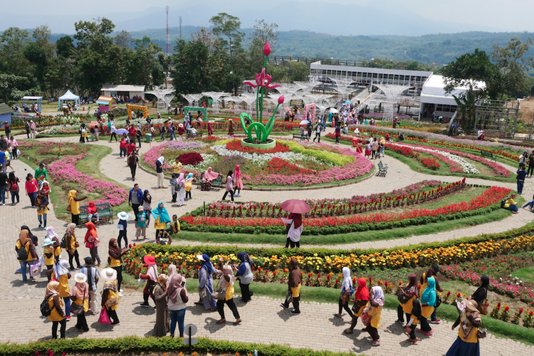 Taman Bunga Celosia Bandungan