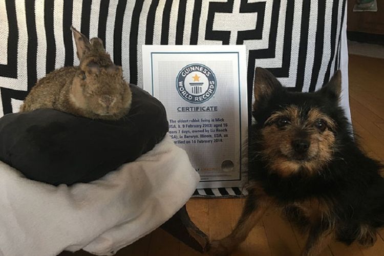 Mick (kiri) kelinci tertua di dunia berusia 16 tahun yang dicatat Rekor Dunia Guinness, bersama sertifikat dan anjing peliharaan pemiliknya.