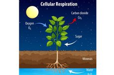 Apakah Tumbuhan Bernapas?