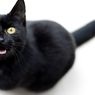Kenapa Kucing Mengeong ke Kita? Ternyata Ini Alasannya