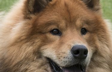 4 Ras Anjing Ini Punya Lidah Biru Alami Halaman all - Kompas.com