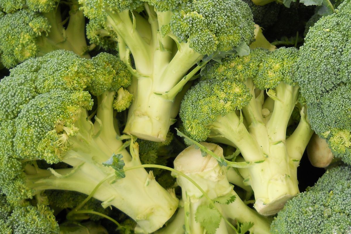 sayur brokoli yang sudah dipanen