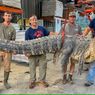 Aligator Seberat 364 Kg Ditangkap di Sungai AS, Pecahkan Rekor