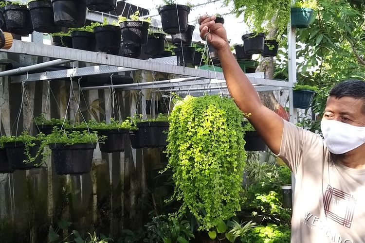 GREEN FALL—Pensiunan TNI AU, Sugiono menunjukkan green fall, tanaman hias yang dikembangkannya. Dari menanam green fall, Sugiono bisa meraup jutaan rupiah perbulannya. 